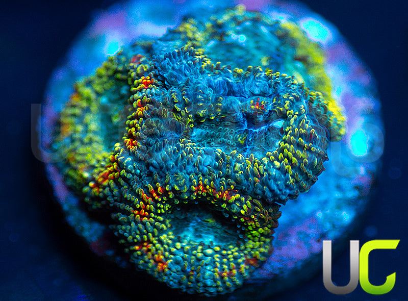 UC Changling Micro Amakusensis