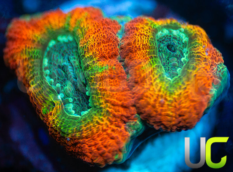 UC Flash Bang Micro Lord