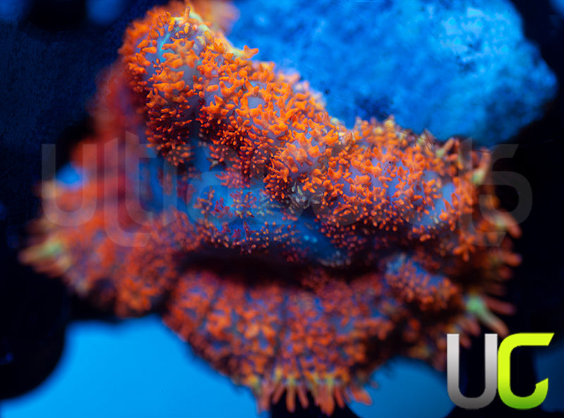 UC Hells Spells Mushroom