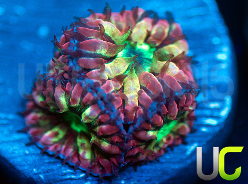 UC Hyper Gypsy Blastos