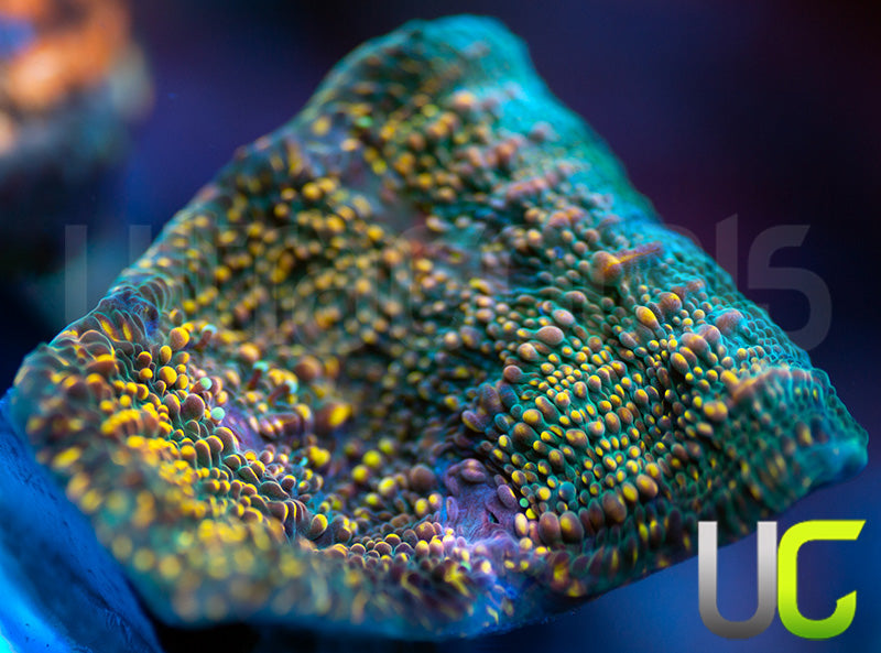 UC Money Bags Chalice