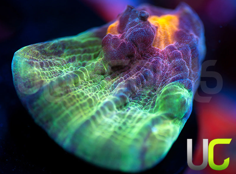 UC Jamberry Mycedium Chalice