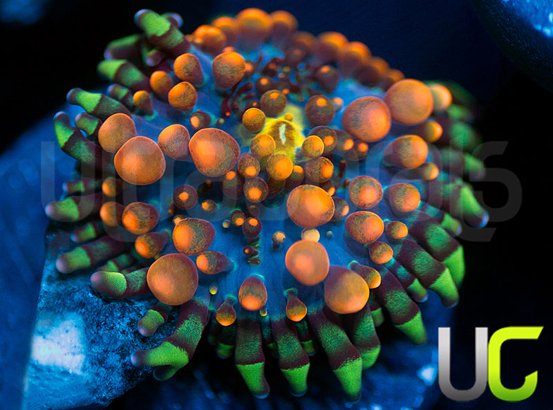 King Kong Yuma Ricordea