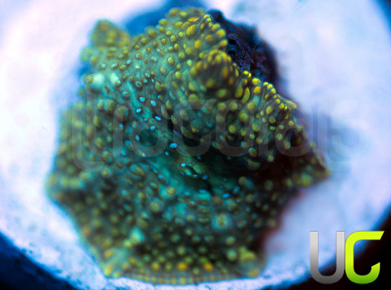 UC Swamp Thing Mushroom