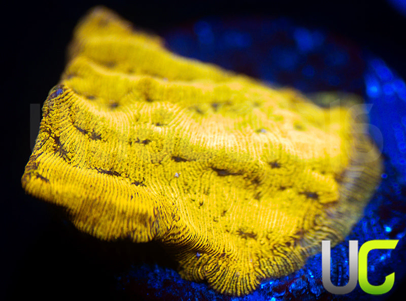 UC Golden Dragon Lepto