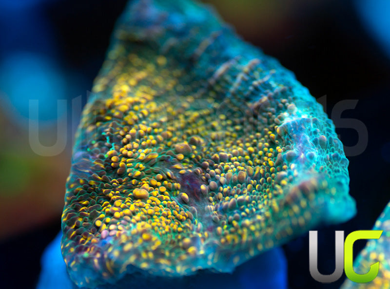 UC Money Bags Chalice