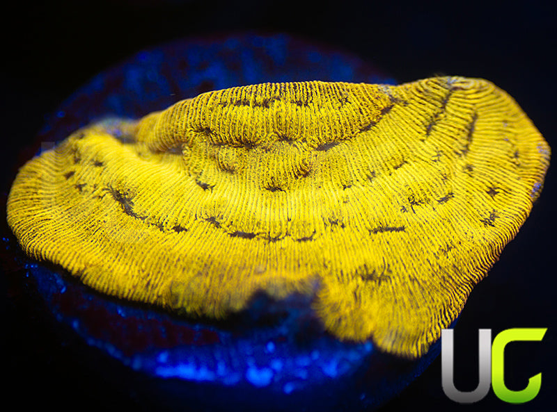 UC Golden Dragon Lepto