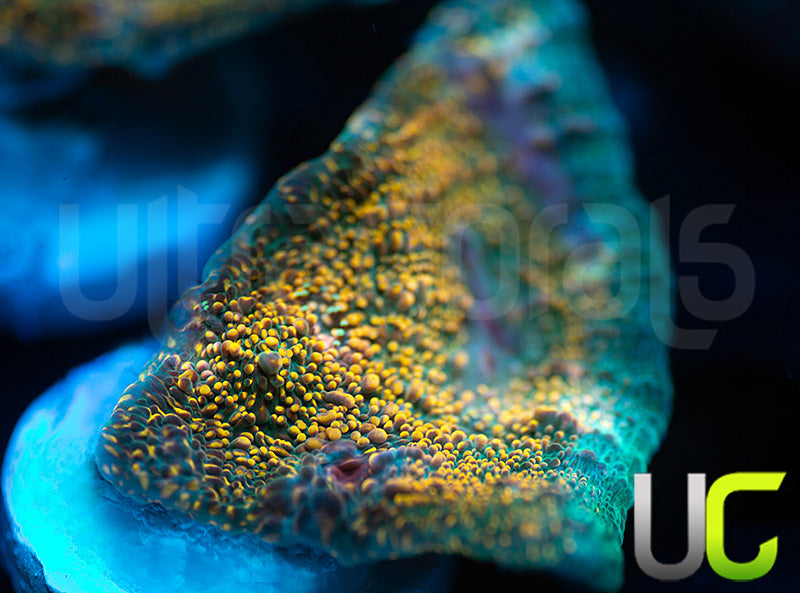 UC Money Bags Chalice