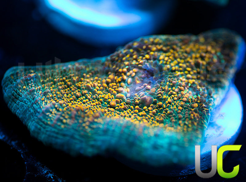 UC Money Bags Chalice