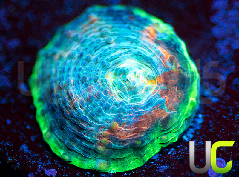 UC Tie Dye Acan Echinata