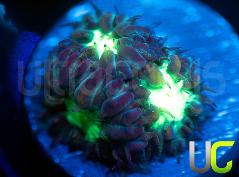 UC Dark Arts Blastos