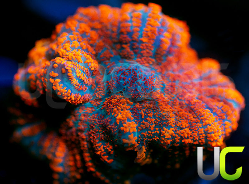 UC Hells Spells Mushroom