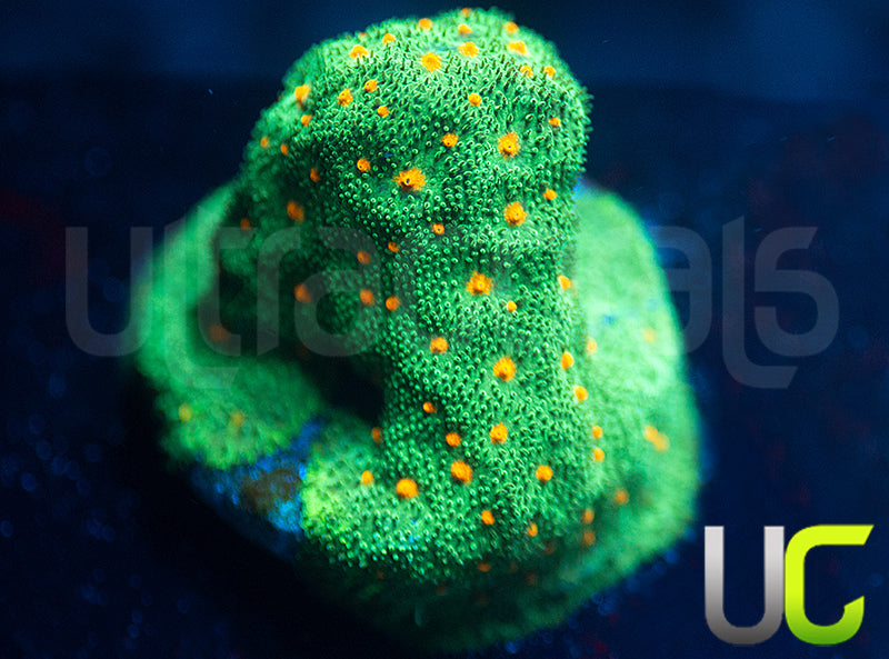 CC Smashing Pumpkins Psammocora