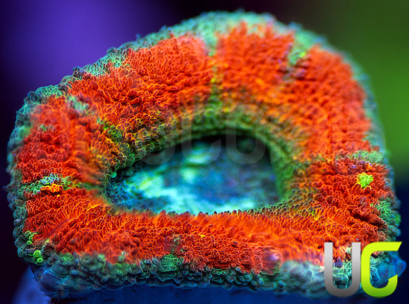 UC Flash Bang Micro Lord