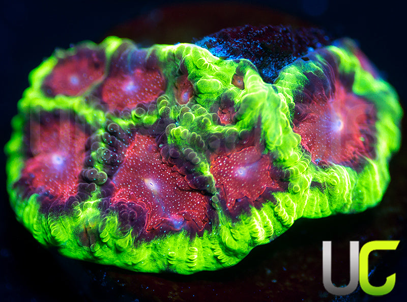 UC Sparkle Berry Favites