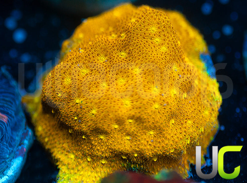 Yellow Yutz Psammocora