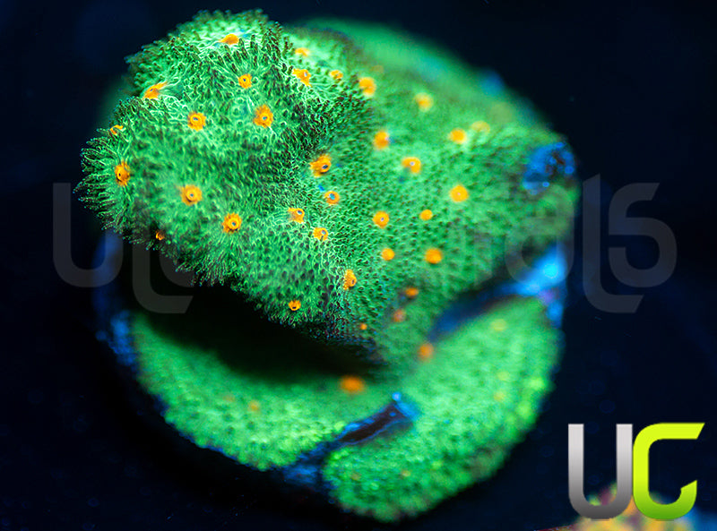 CC Smashing Pumpkins Psammocora