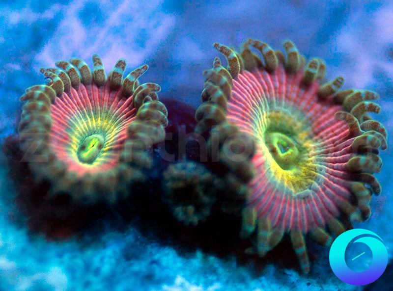 Beauty and the Beast Proto