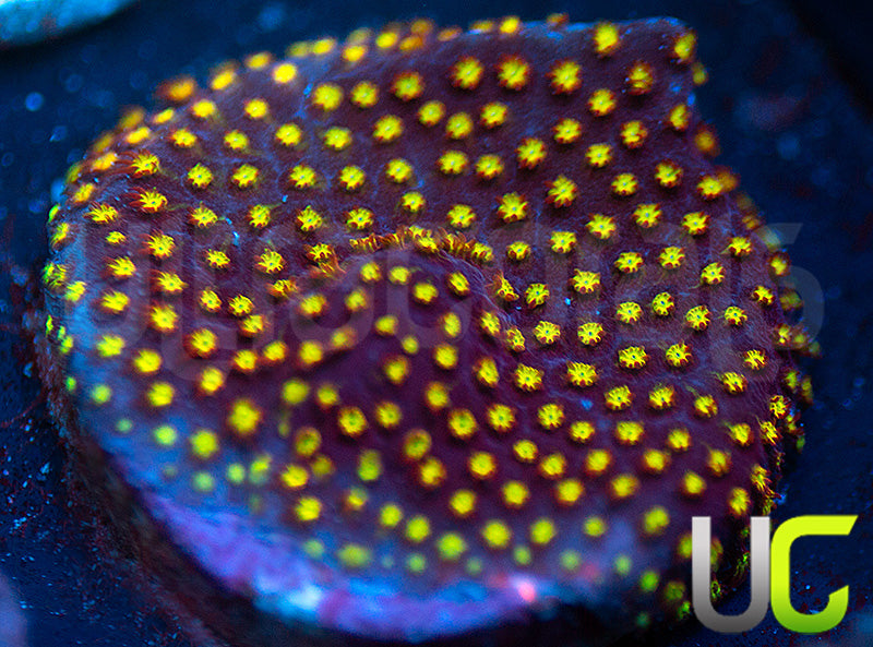 UC Flamethrower Stylo