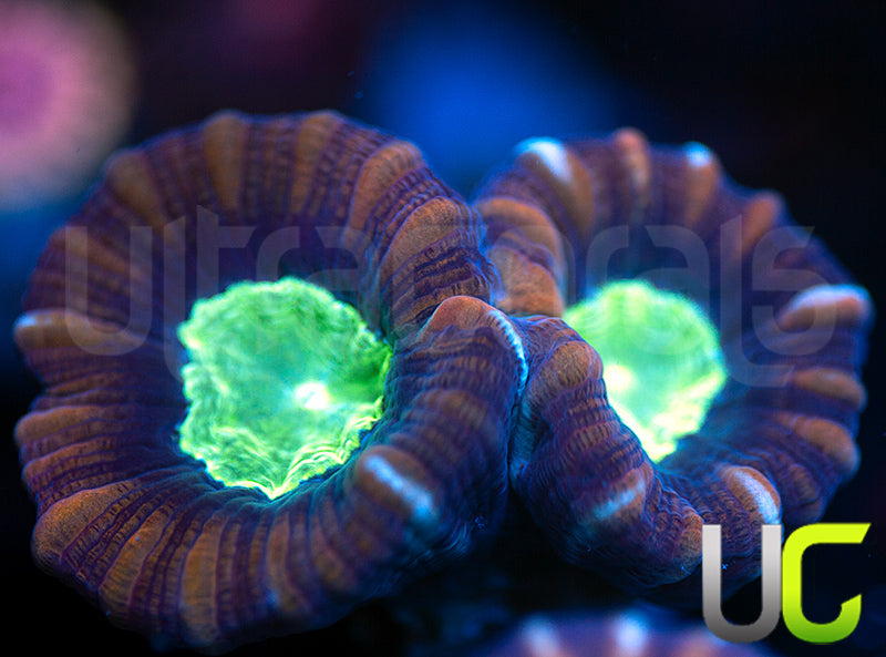 UC Space X Candy Cane