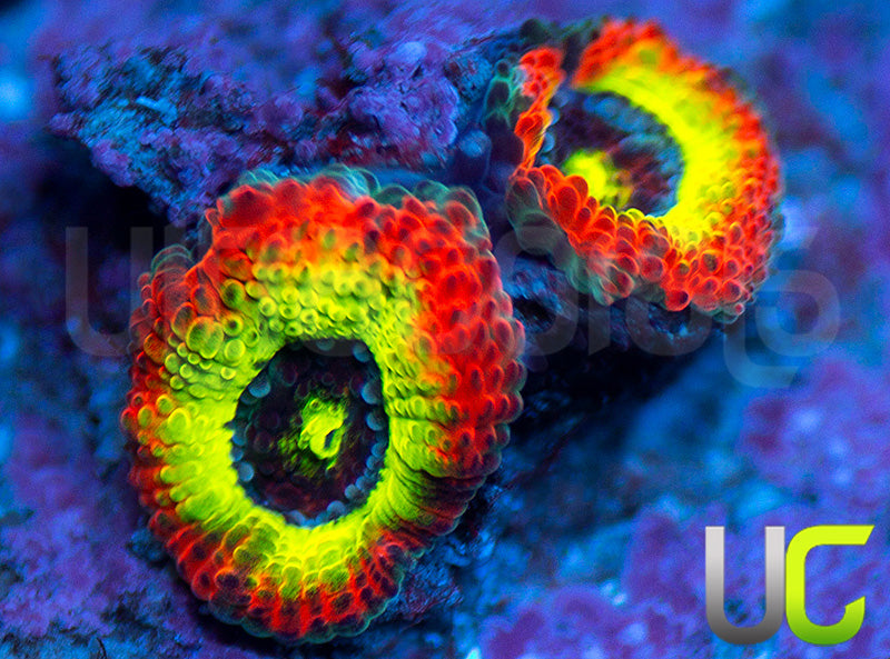 BigR Holy Grail Micro Amakusensis