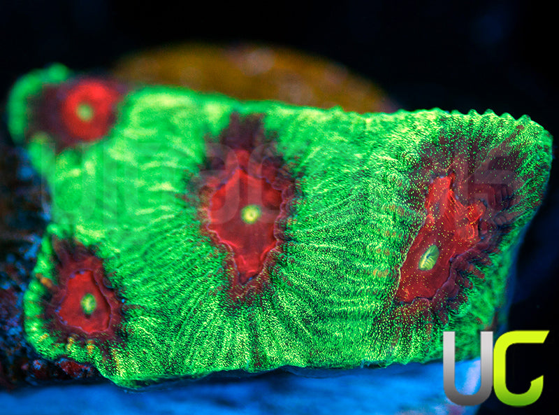 UC Glitter Grinch Favia
