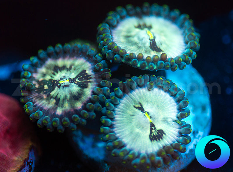 Hawaiian Ding Dang PE