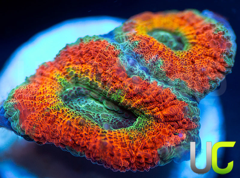 UC Flash Bang Micro Lord