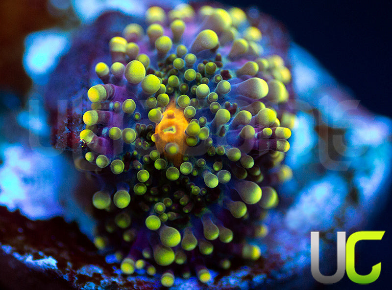 UC Green Lantern Yuma Ricordea