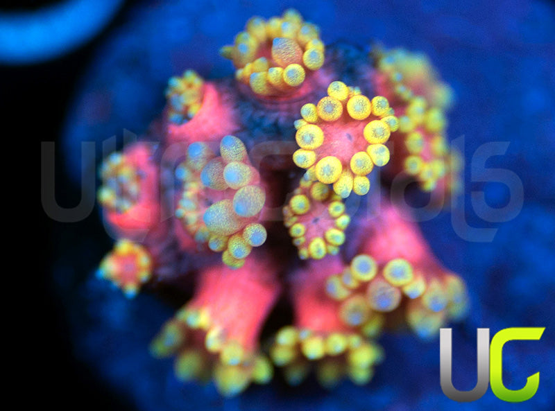 UC Pink Sun Goni