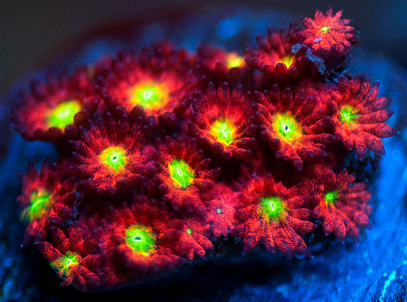 UC Sweet Tart Madracis