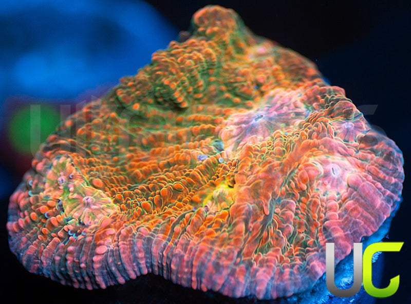 UC Loony Bin Chalice