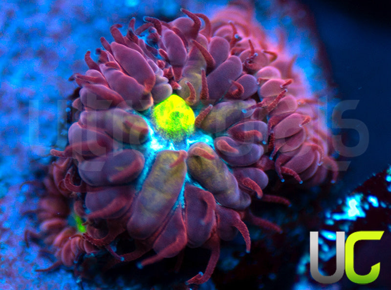 UC Boondocks Blastos