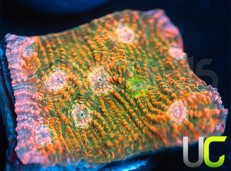 UC Loony Bin Chalice