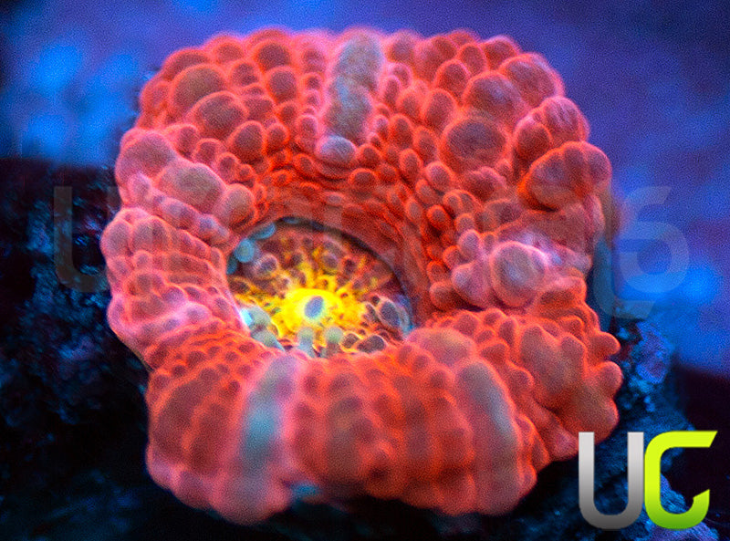 UC Damsel in Distress Micro Amakusensis