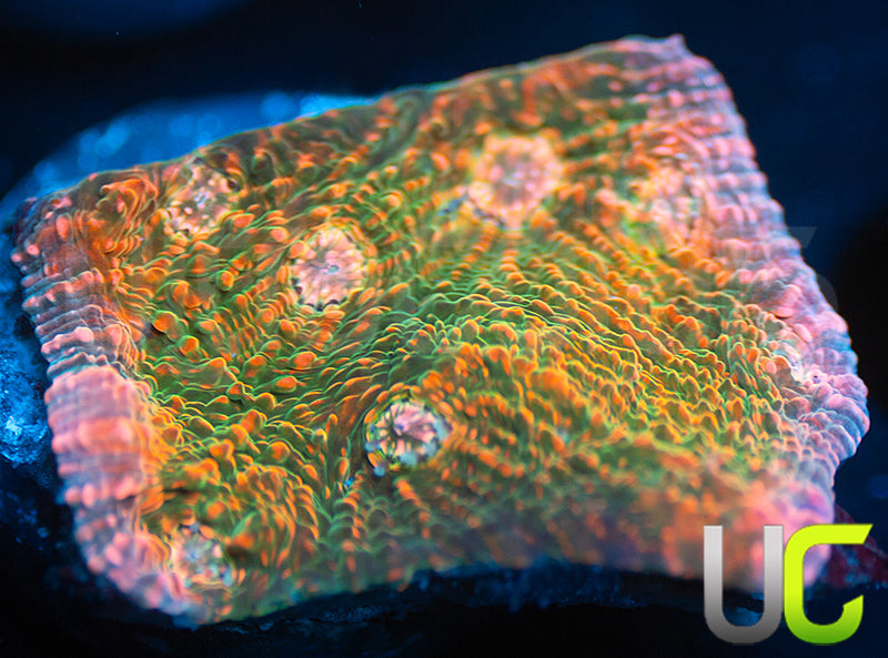 UC Loony Bin Chalice