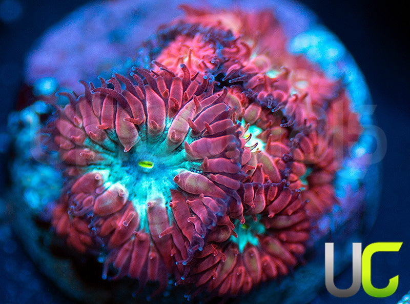 UC Blue Center Blasos