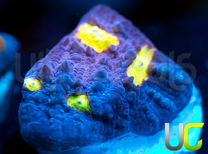 Cornbred Easter Egg Chalice