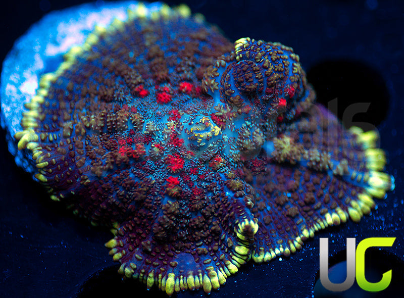 UC High Roller Mushroom