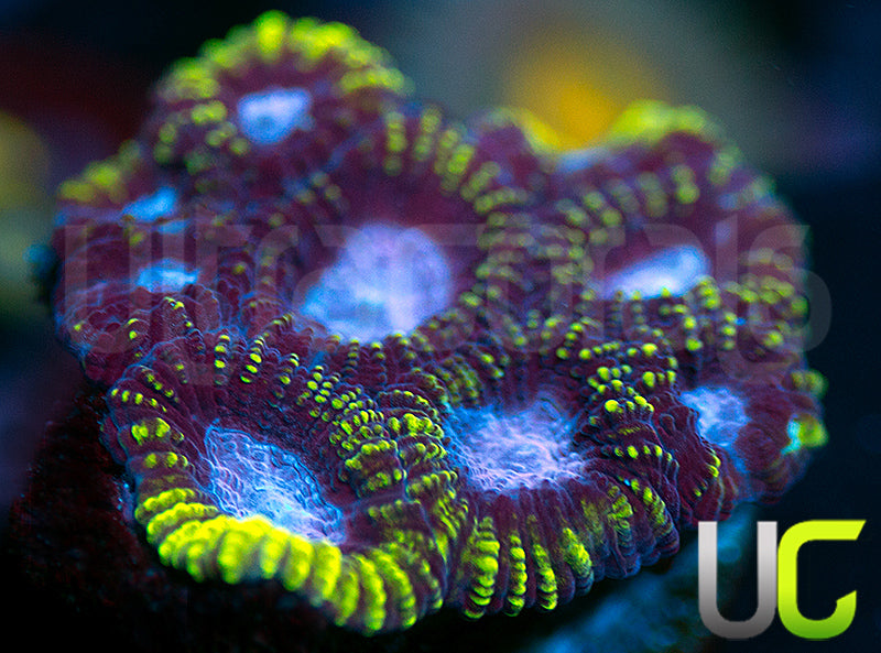 Raptors Rainbow Favia