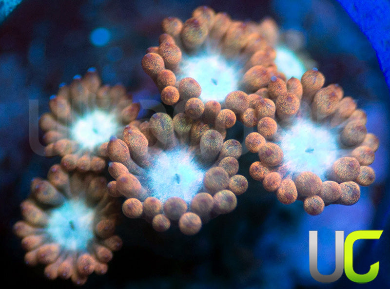 UC Cosmic Candy Goni