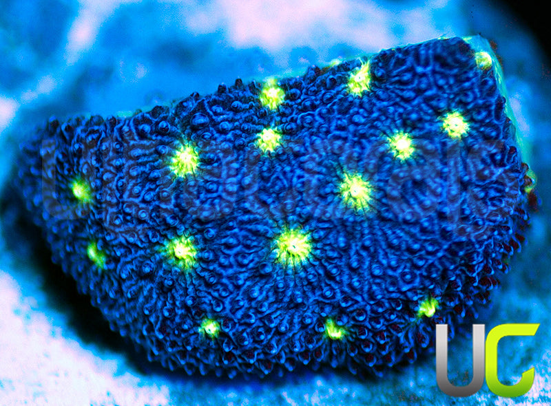 UC Nuclear Constellation Psammocora