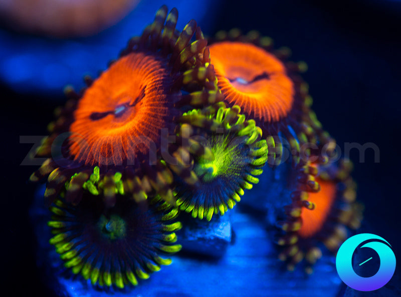 Bloodsucker Corona Combo