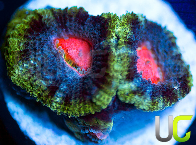 UC Cotton Candy Micro Amakusensis