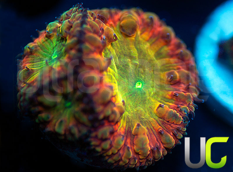 BSA TT Twister Blastos