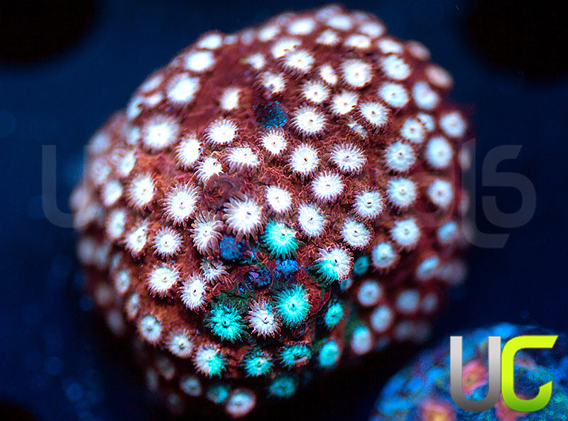 JF Fender Bender Cyphastrea