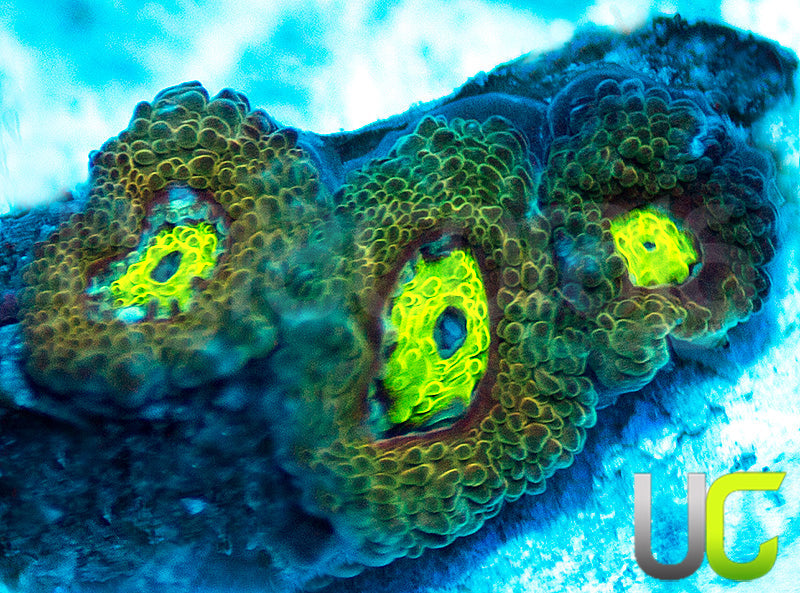 UC Mind Teaser Micro Amakusensis