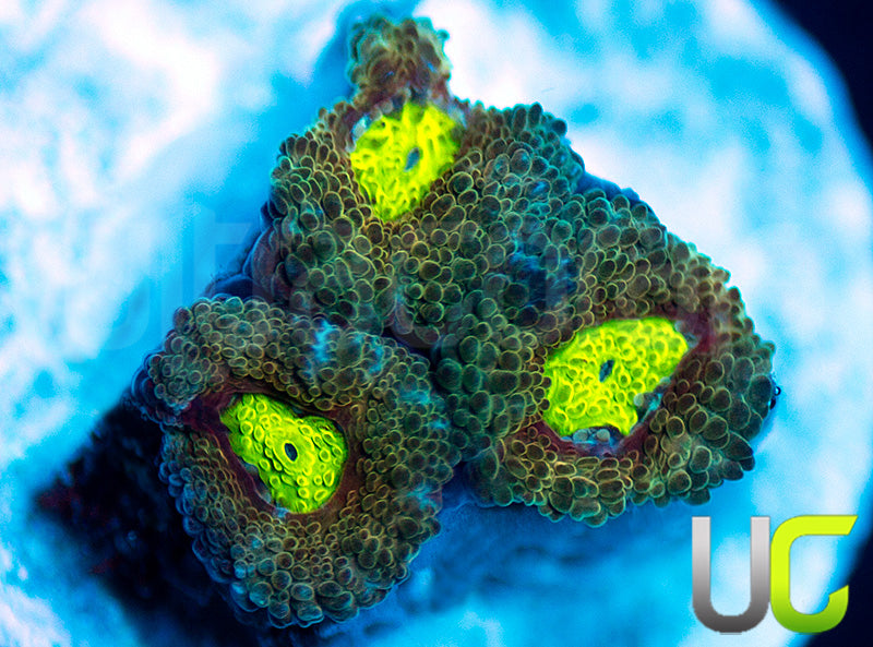 UC Mind Teaser Micro Amakusensis