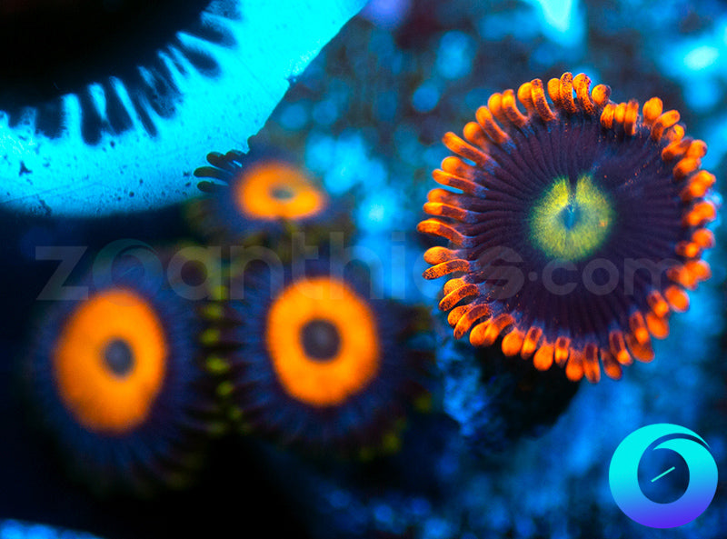 Sidewinder Baboon Booty Combo