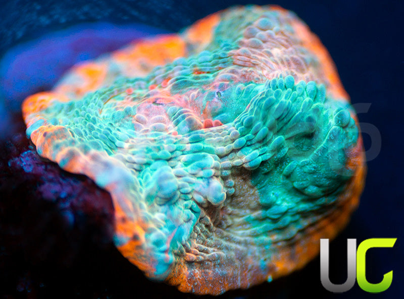 UC Holograph Chalice